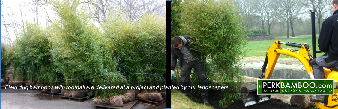 Field dug bamboos with rootball are delivered at a project and planted by our landscapers