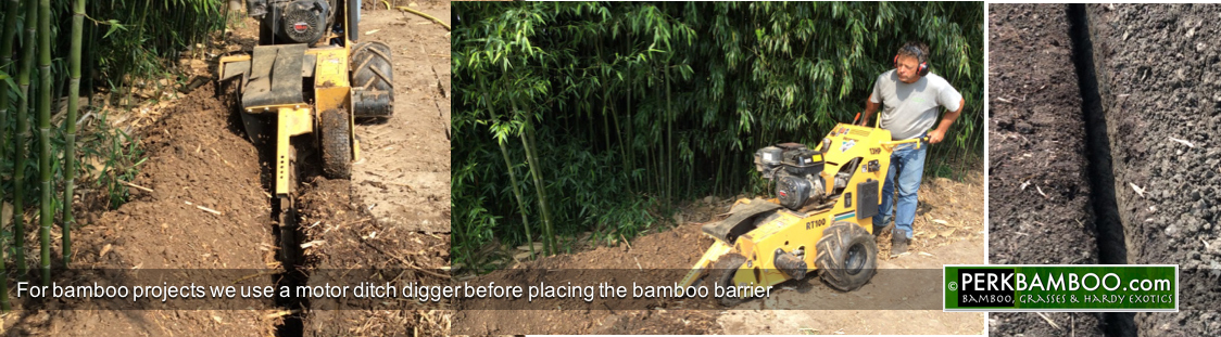For bamboo projects we use a motor ditch digger before placing the bamboo barrier