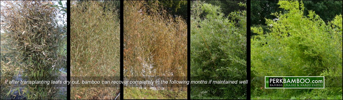 If after transplanting leafs dry out bamboo can recover completely in the following months if maintained well