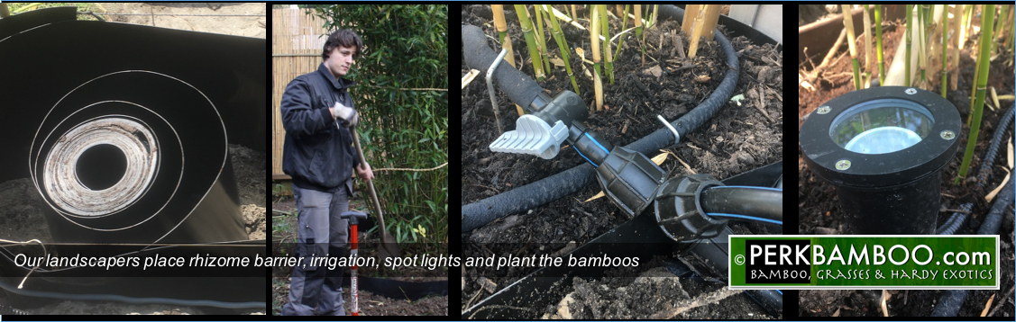 Our landscapers place rhizome barrier irrigation spot lights and plant the bamboos