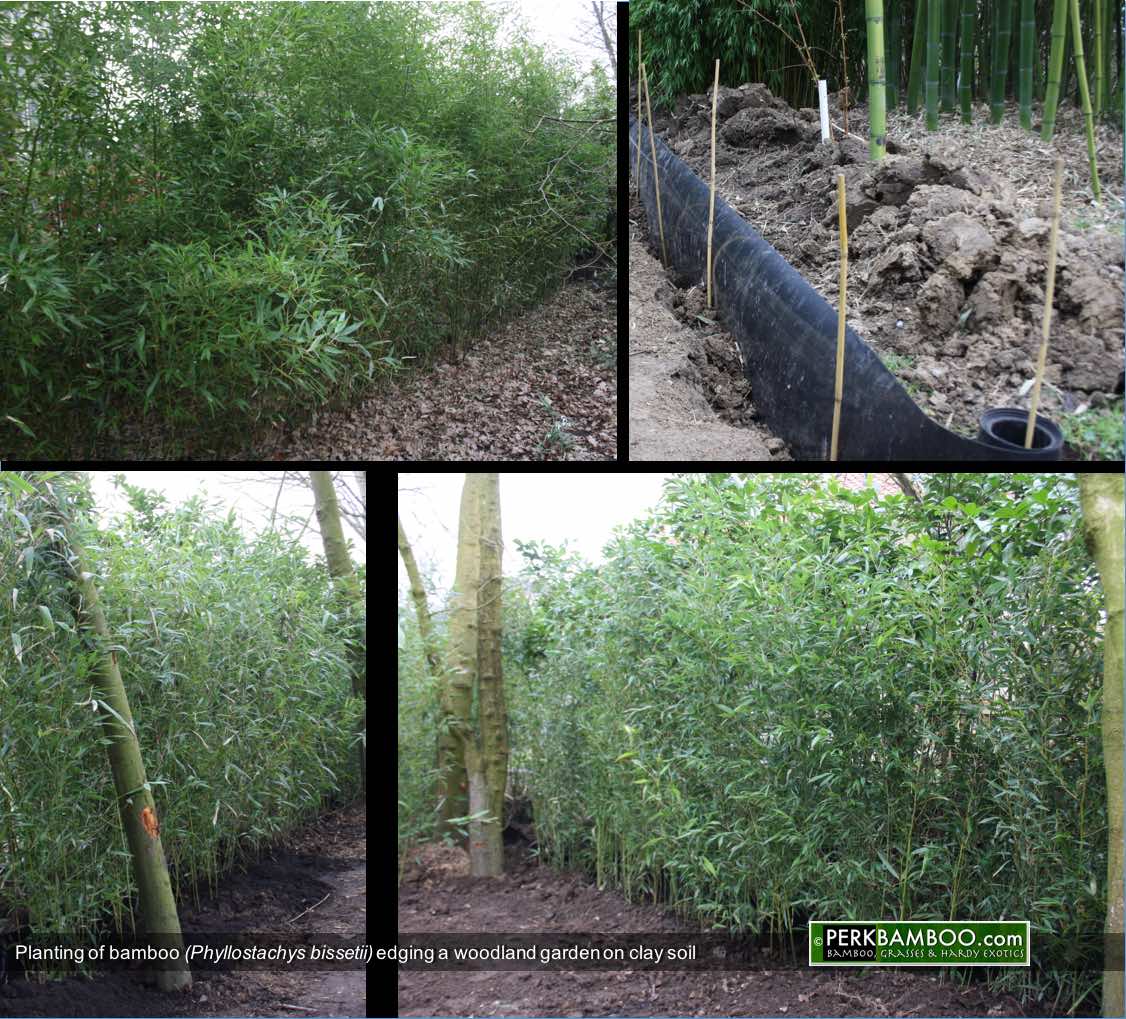 Planting of bamboo Phyllostachys bissetii edging a woodland garden on clay soil