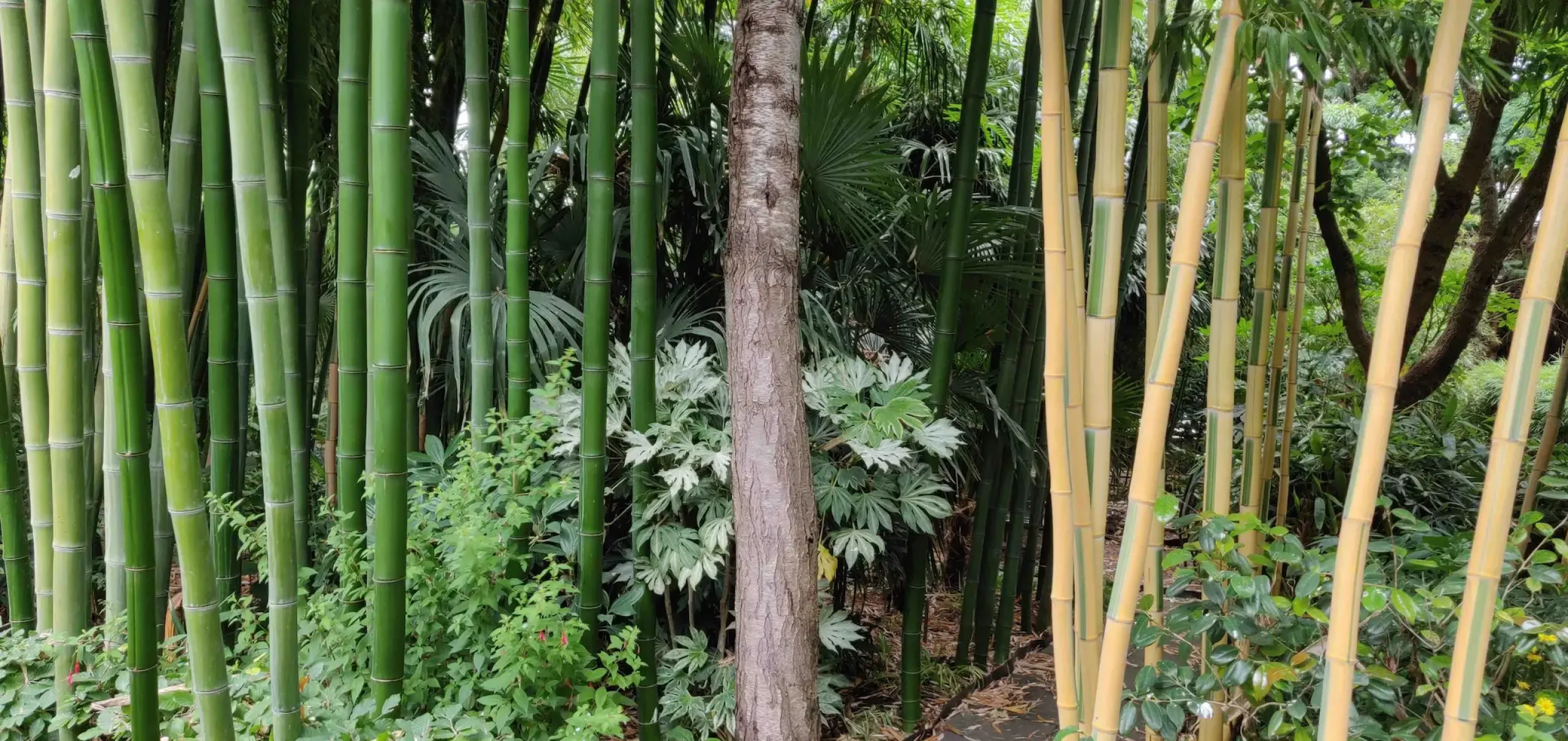 Reuzenbamboes Showtuin Giant Bamboo Grove Showgarden Vivax Shanghai 4 Perk Bamboo Com